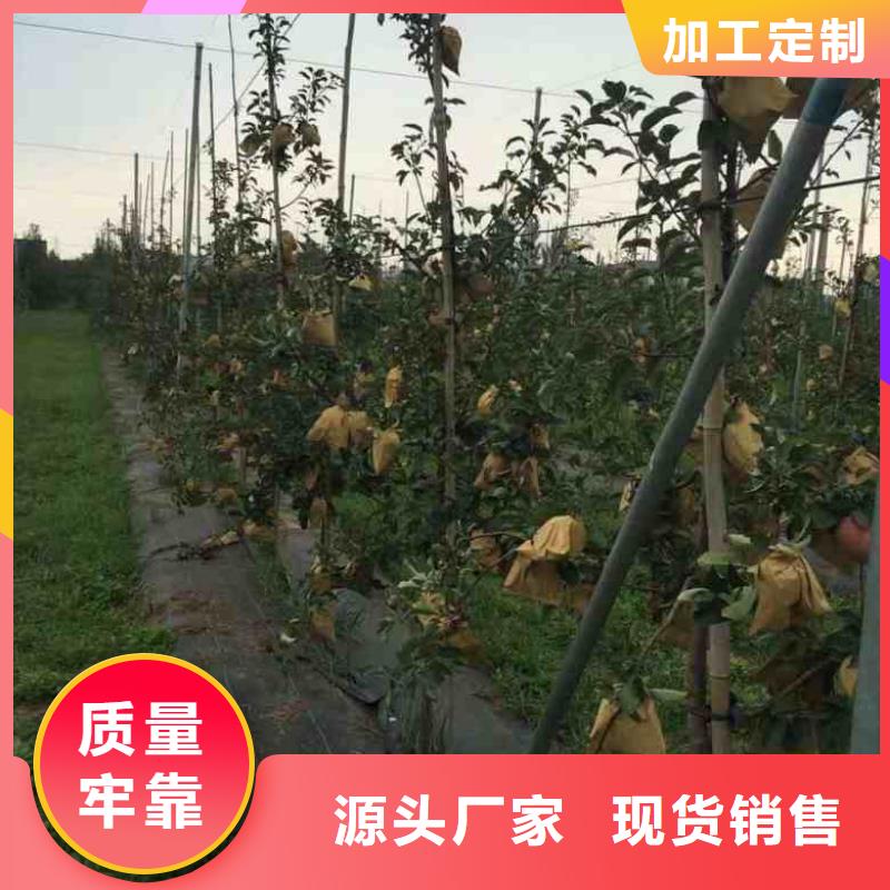 【苹果苗蓝莓苗大厂家实力看得见】