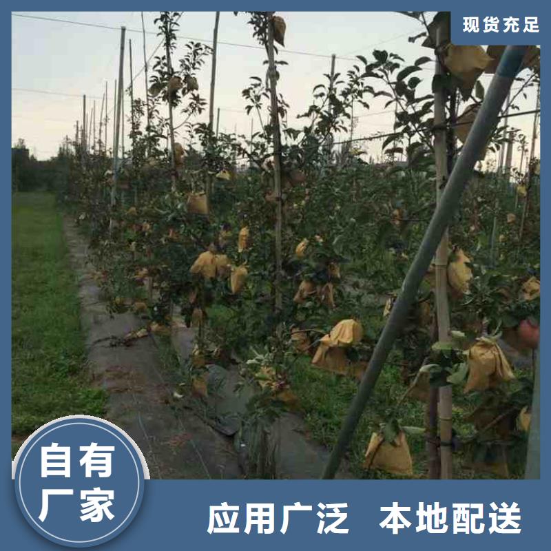 苹果苗,梨树苗用心做品质