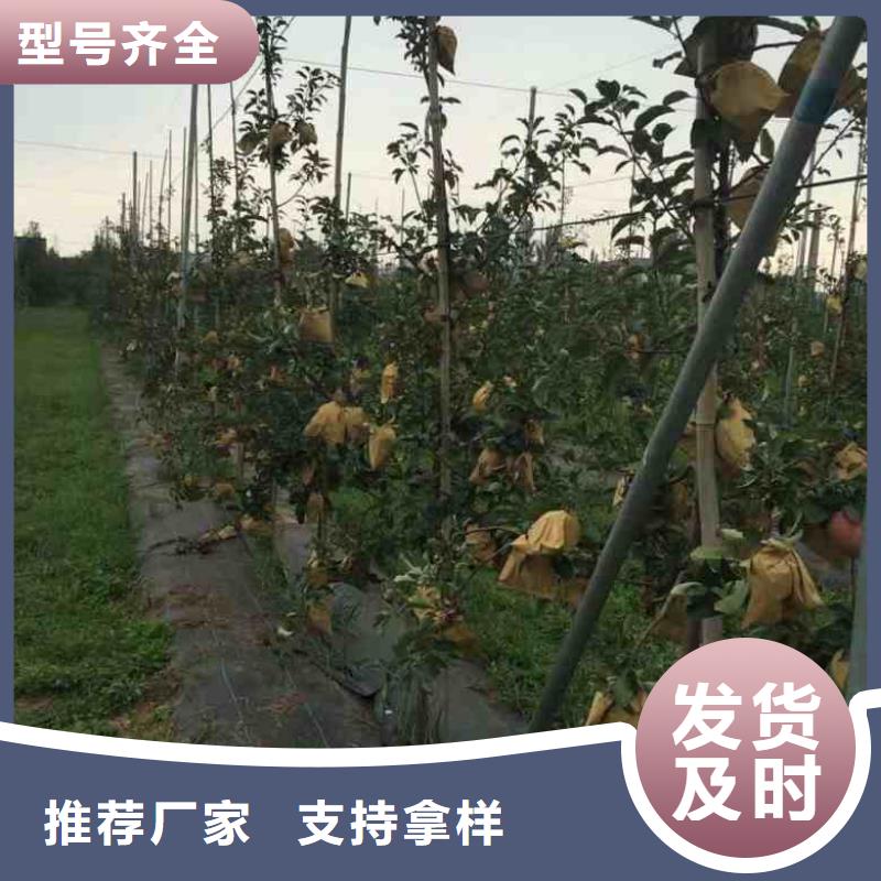 苹果苗蓝莓苗高品质现货销售