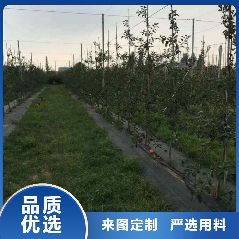 苹果苗_葡萄苗用心制作