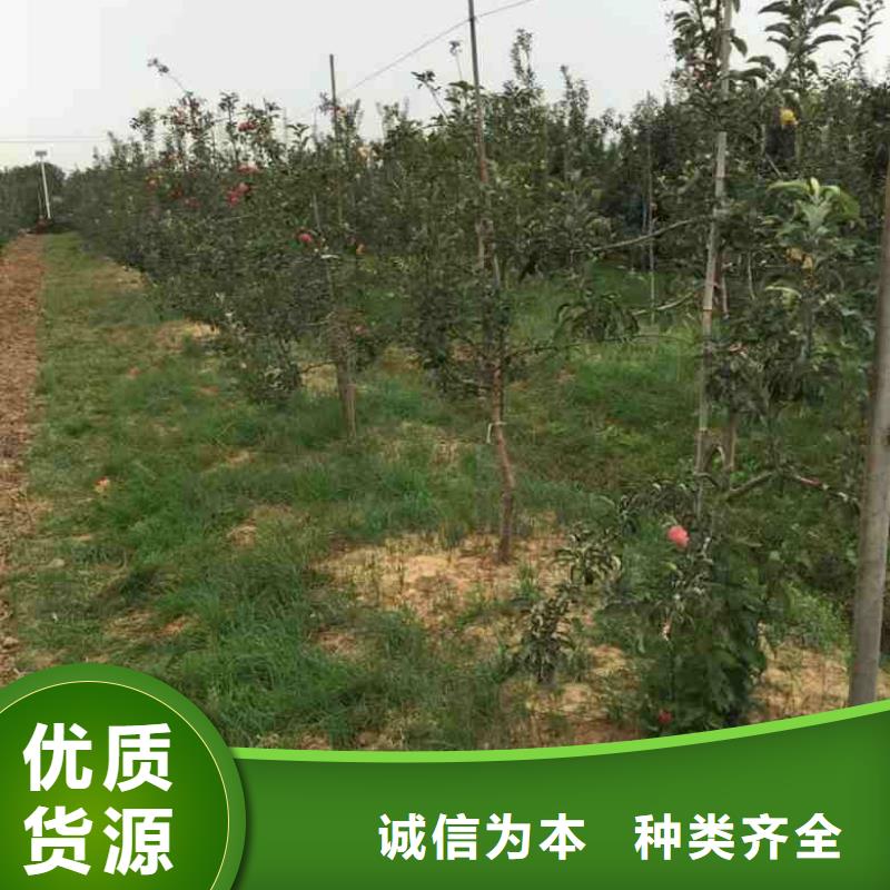 【苹果苗】-桃树苗价格实惠
