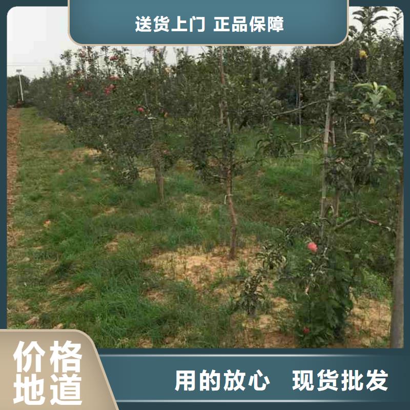 苹果苗梨树苗生产厂家