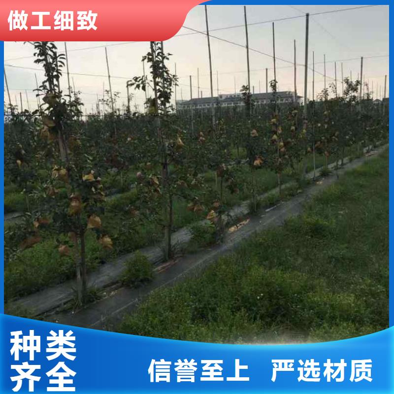 苹果苗梨树苗生产厂家