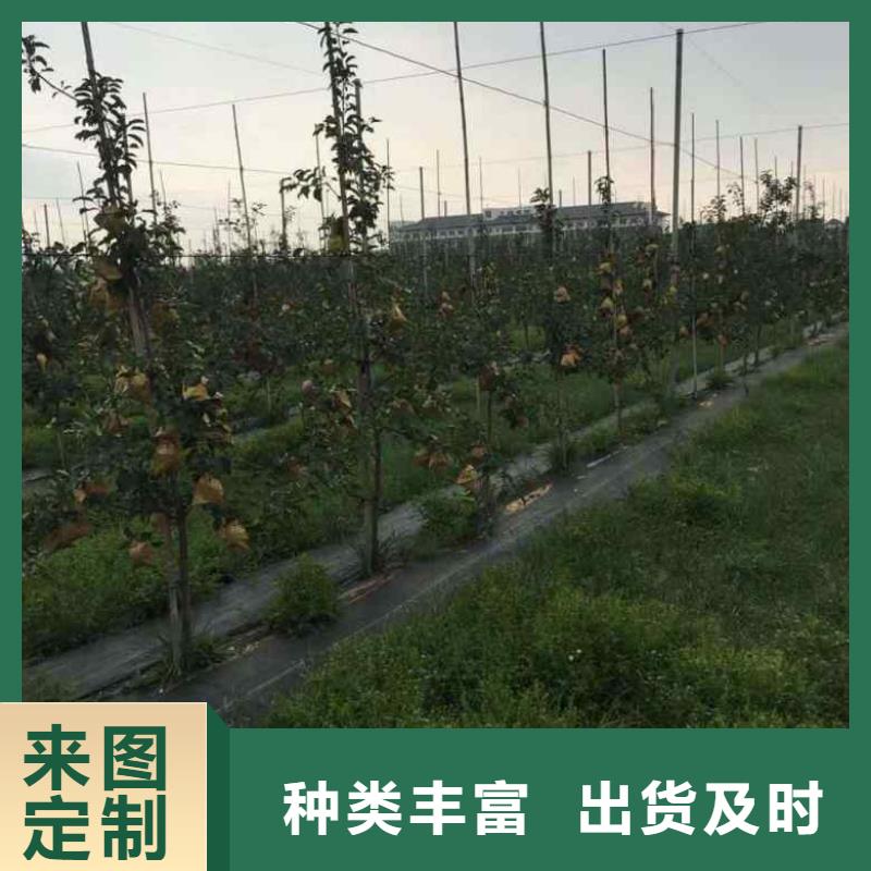 苹果苗板栗苗匠心制造