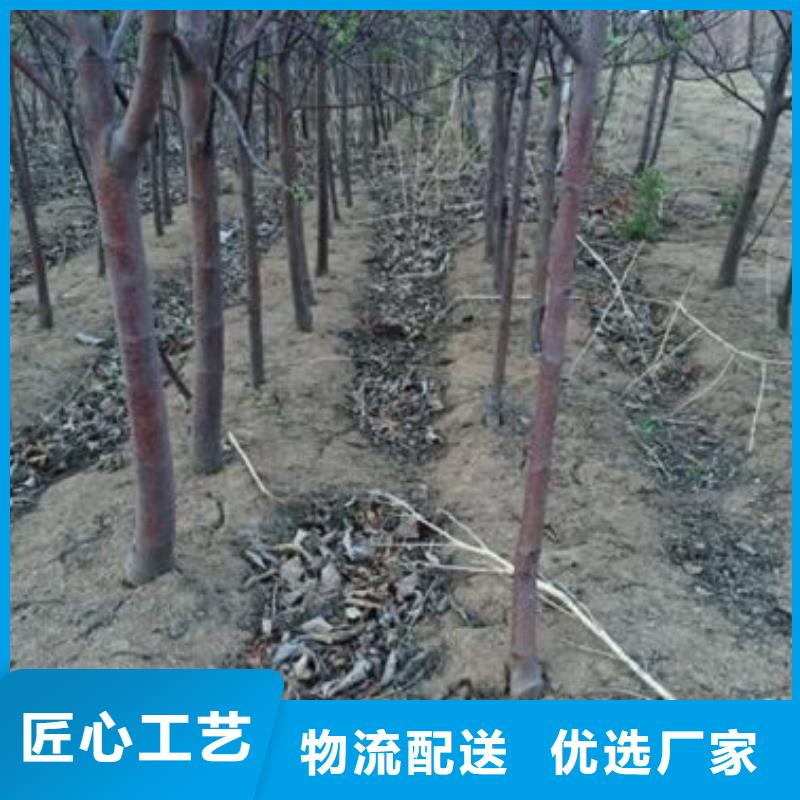 【苹果苗山楂苗工厂批发】
