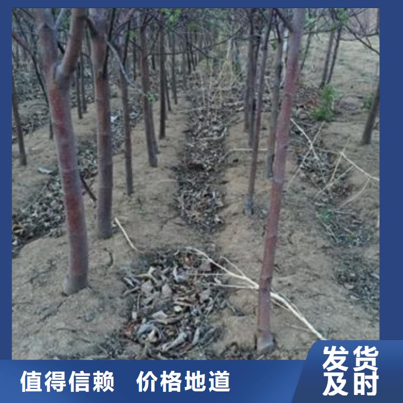 苹果苗_梨树苗厂家品控严格