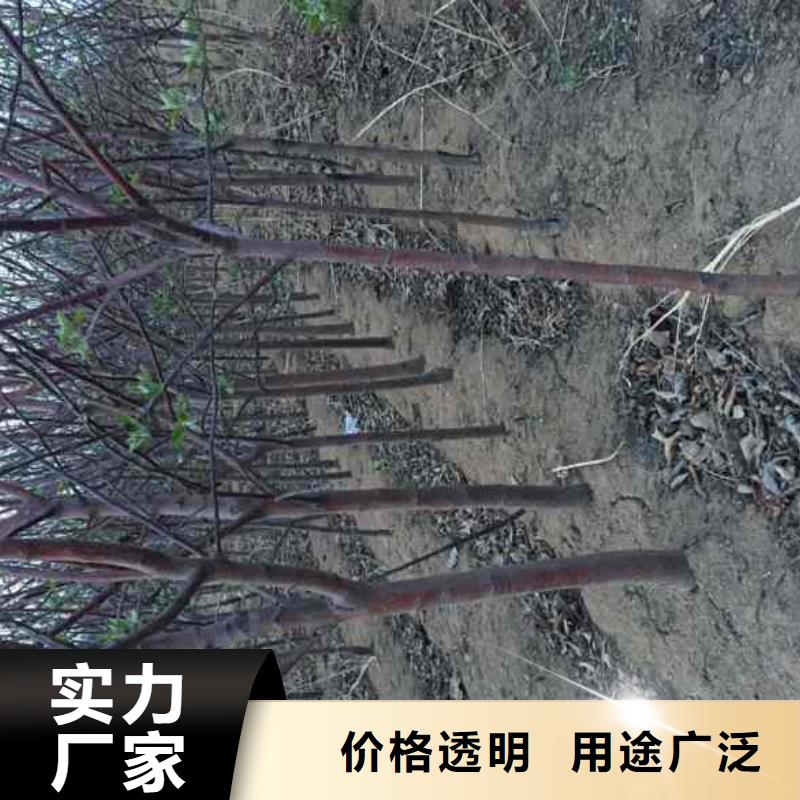 苹果苗李子苗货源足质量好
