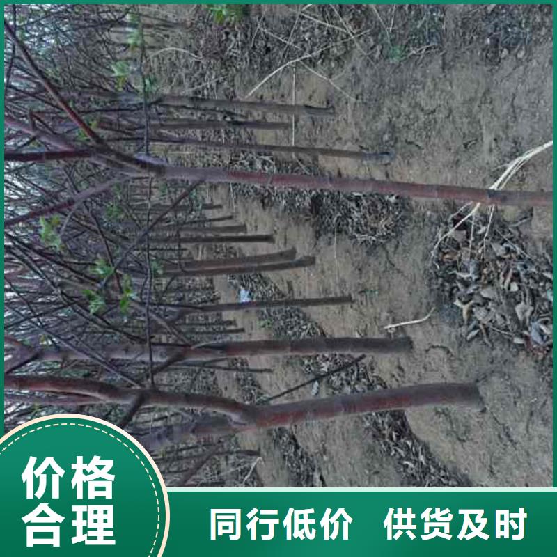 苹果苗_梨树苗厂家品控严格