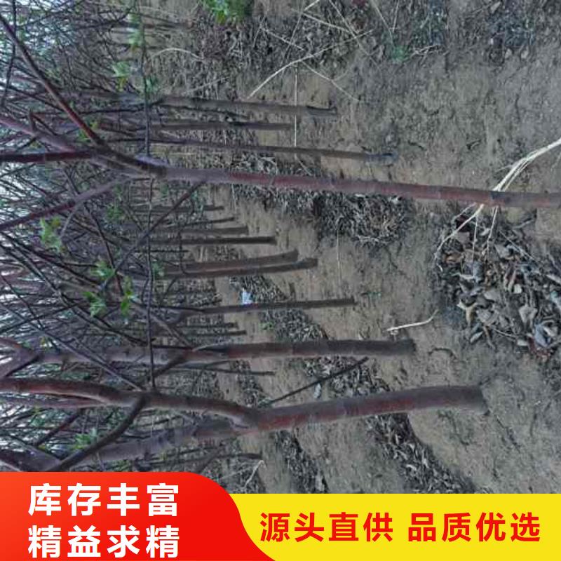苹果苗细节决定成败