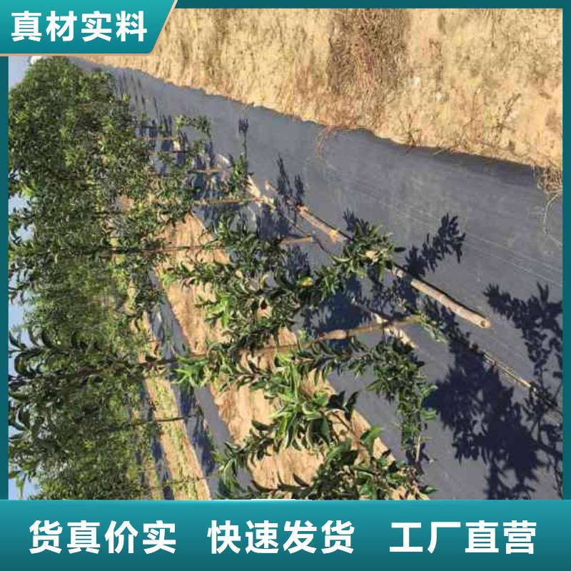 【苹果苗山楂苗品牌企业】