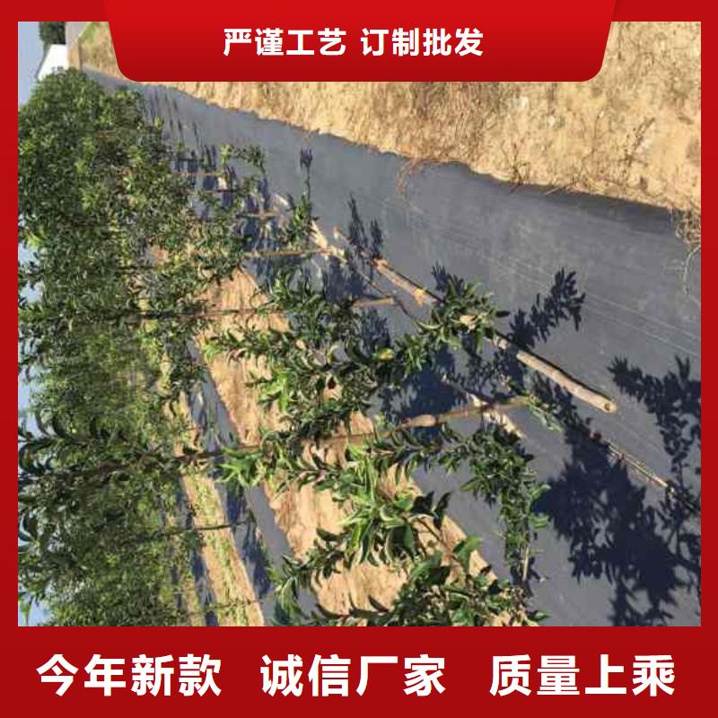 苹果苗葡萄苗产地直销