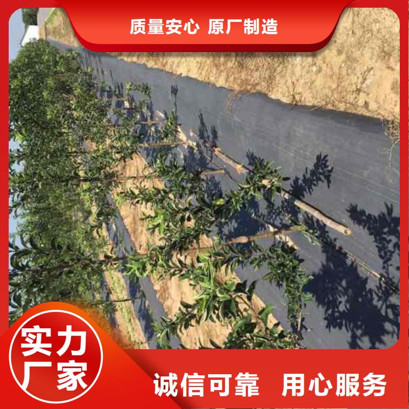 苹果苗_梨树苗厂家品控严格