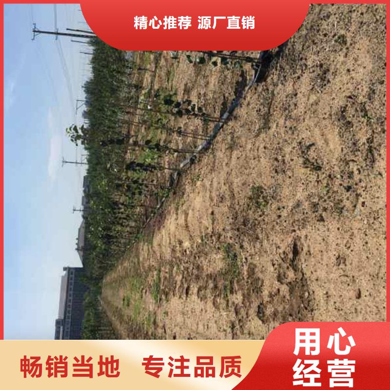 【苹果苗_板栗苗工厂直销】