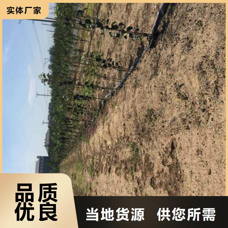 苹果苗_梨树苗厂家品控严格