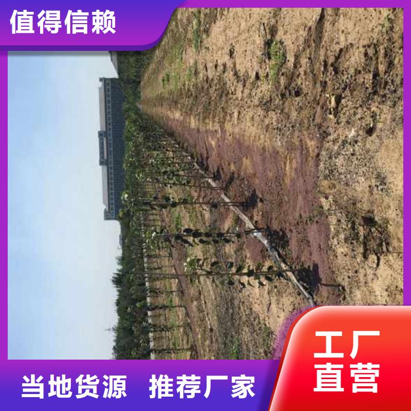 苹果苗葡萄苗产地直销