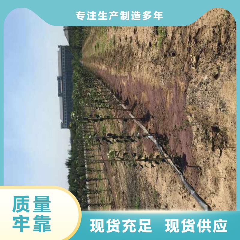 苹果苗_梨树苗厂家品控严格