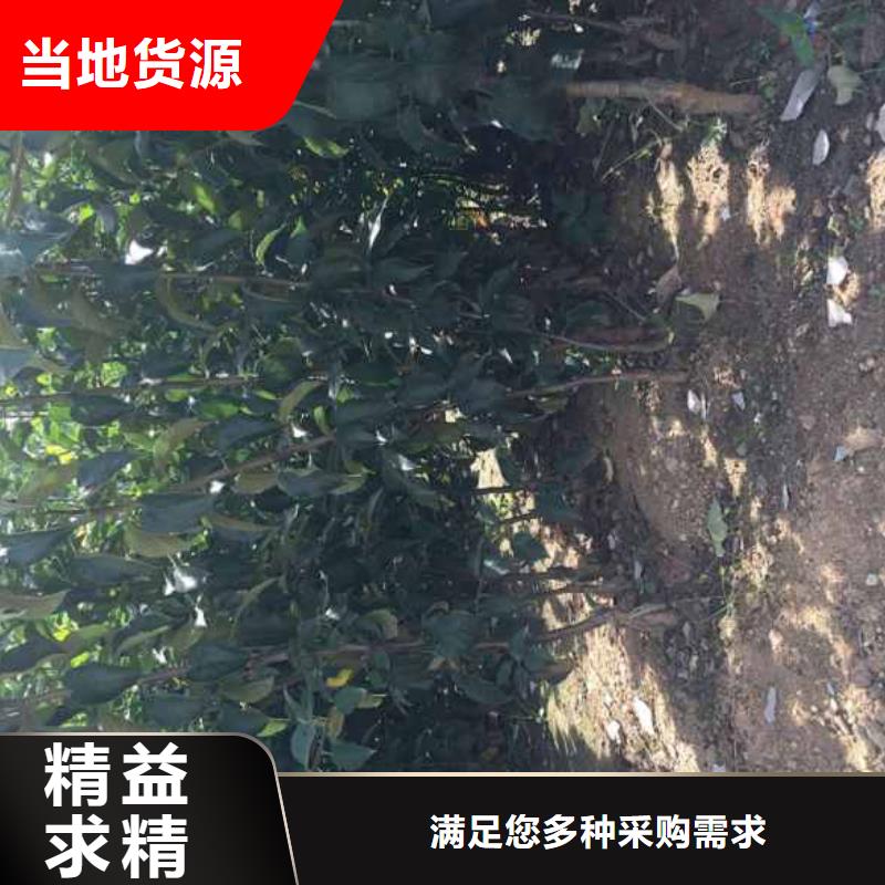 苹果苗_【蓝莓苗】多年实力厂家