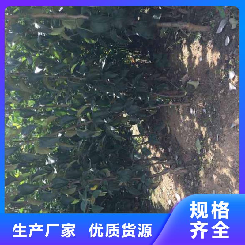 【苹果苗山楂苗品牌企业】