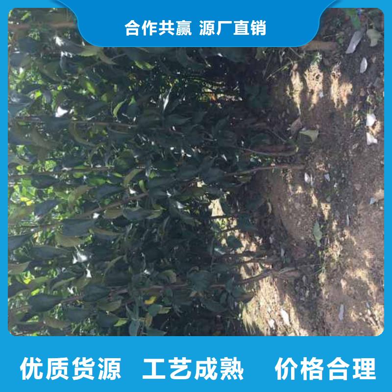 苹果苗_核桃苗支持大小批量采购