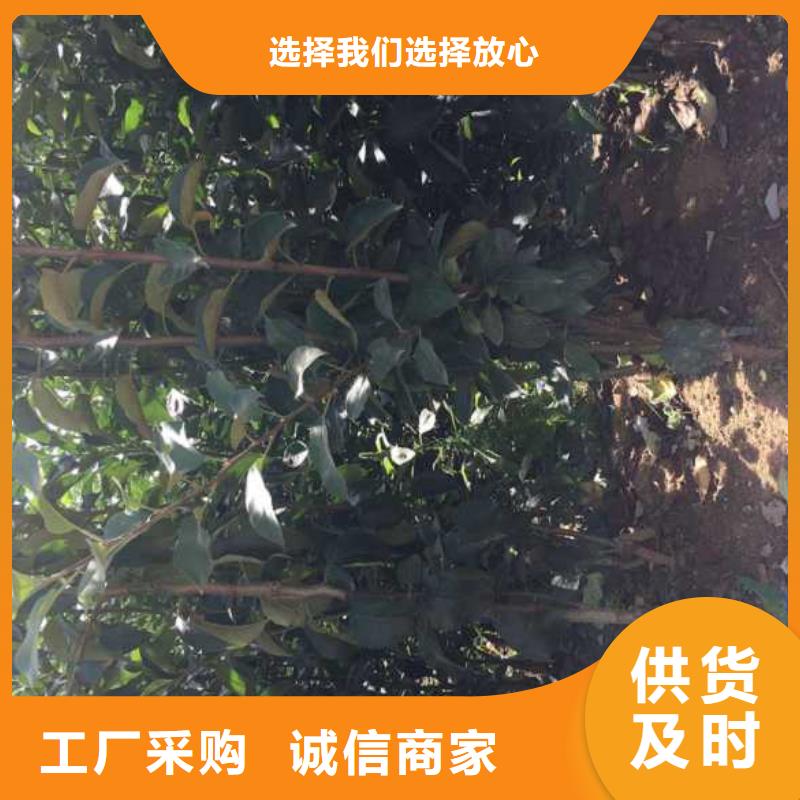 苹果苗蓝莓苗厂家直销大量现货