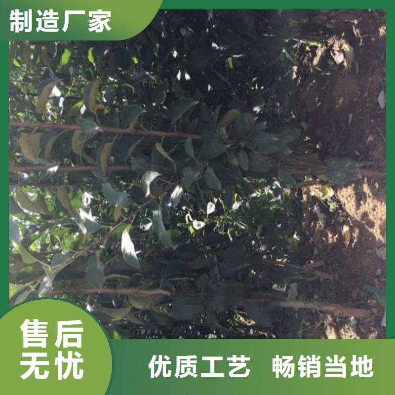 苹果苗细节决定成败