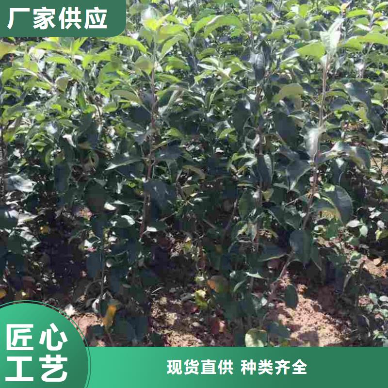 苹果苗板栗苗匠心制造