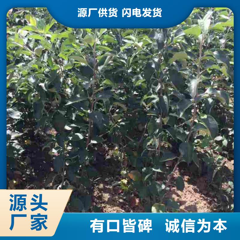 【苹果苗】_桃树苗优选厂商