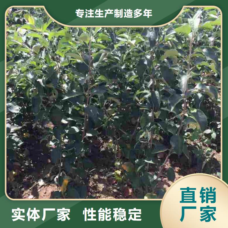苹果苗核桃苗随到随提