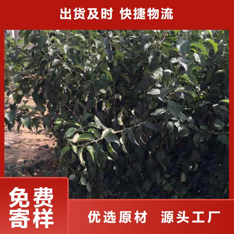 【苹果苗-板栗苗大库存无缺货危机】