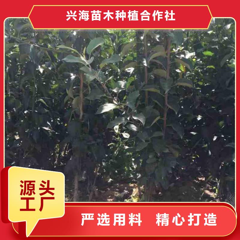 苹果苗_核桃苗支持大小批量采购