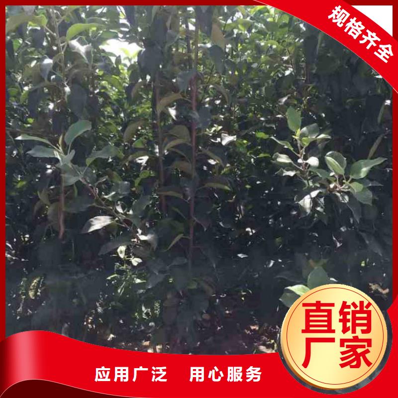 【苹果苗-板栗苗大库存无缺货危机】