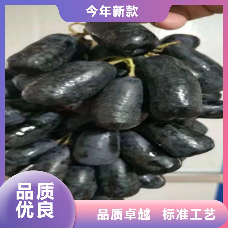 葡萄苗,桃树苗实力才是硬道理