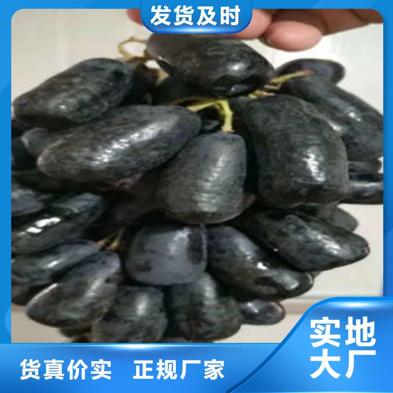 葡萄苗-山楂苗可定制
