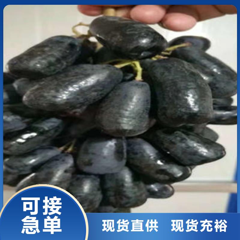 葡萄苗苹果苗卓越品质保障