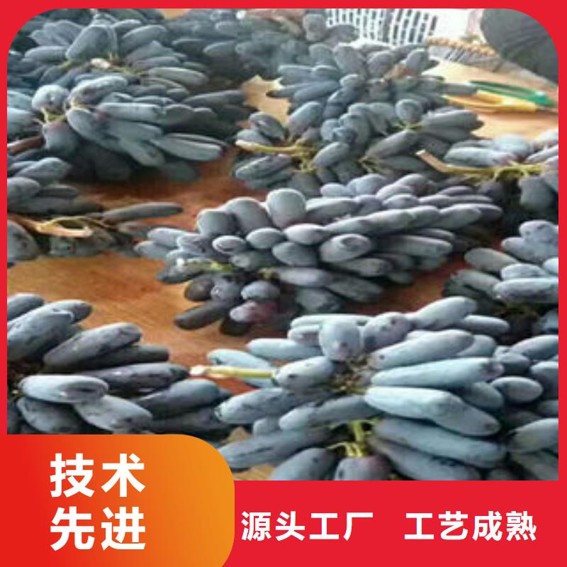 葡萄苗核桃苗现货采购