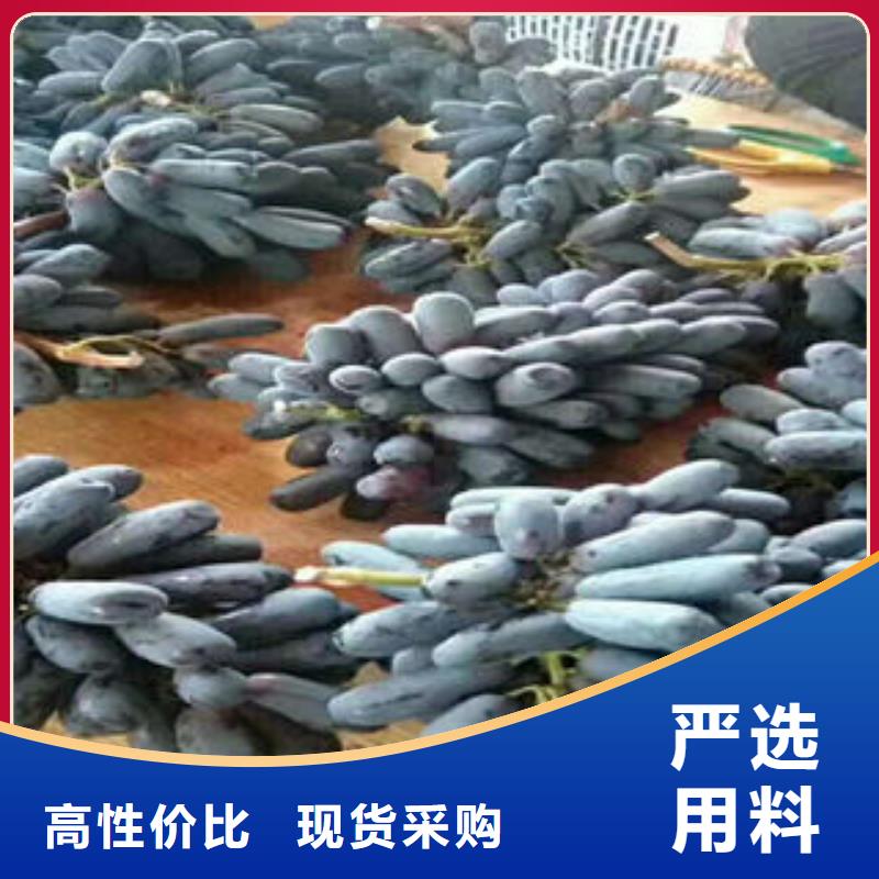 葡萄苗山楂苗免费安装