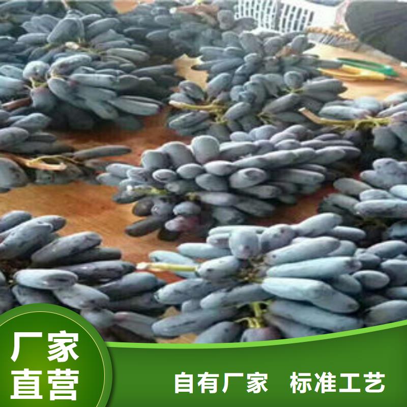 葡萄苗【桃树苗】用心制造
