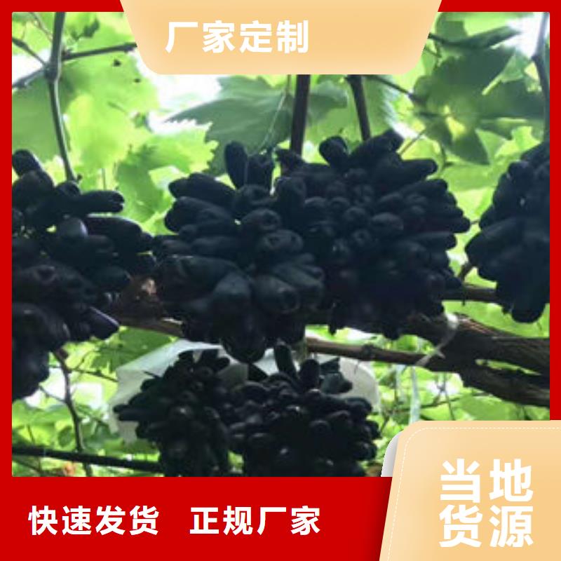 葡萄苗板栗苗原料层层筛选