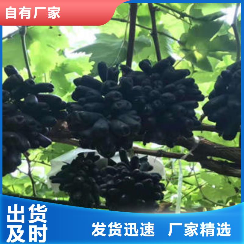 葡萄苗桃树苗产品优良