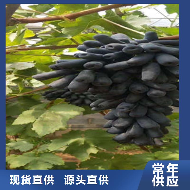 葡萄苗板栗苗原料层层筛选