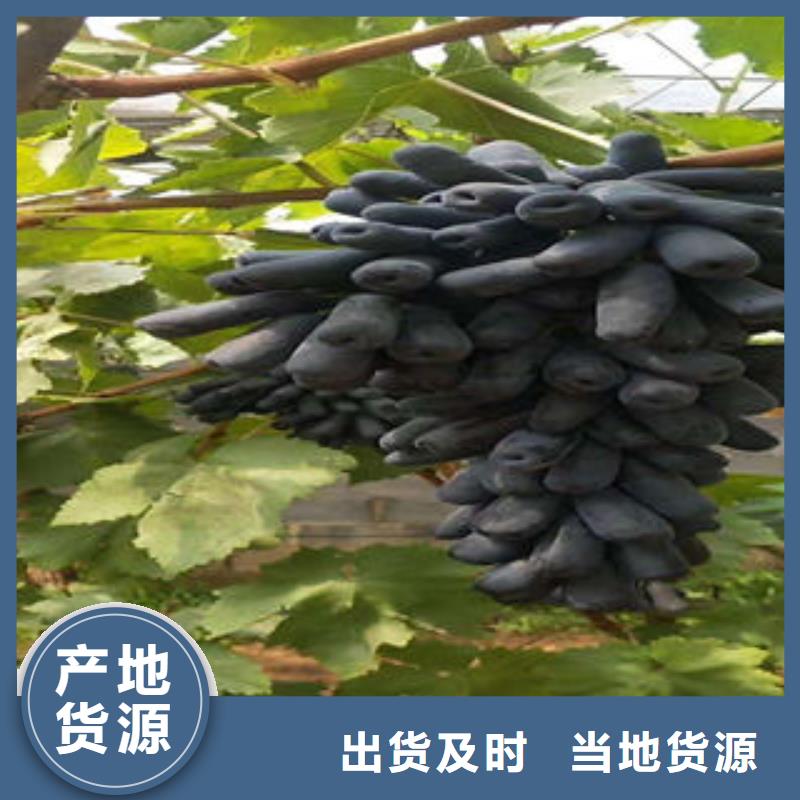 葡萄苗板栗苗产地批发