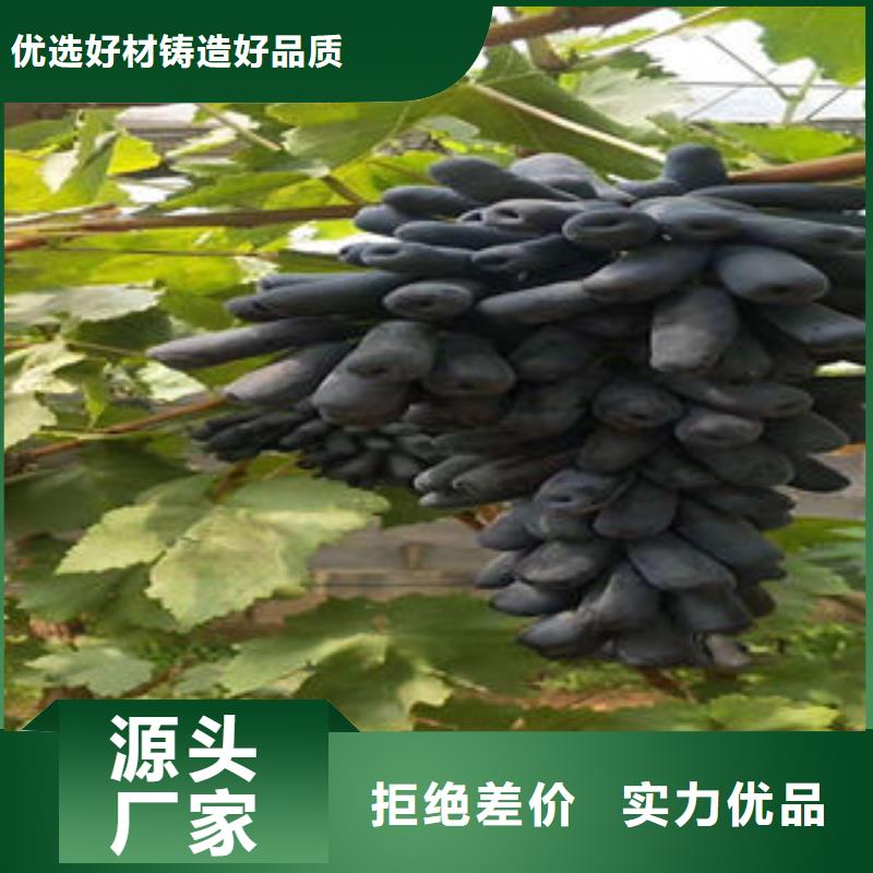 葡萄苗板栗苗原料层层筛选