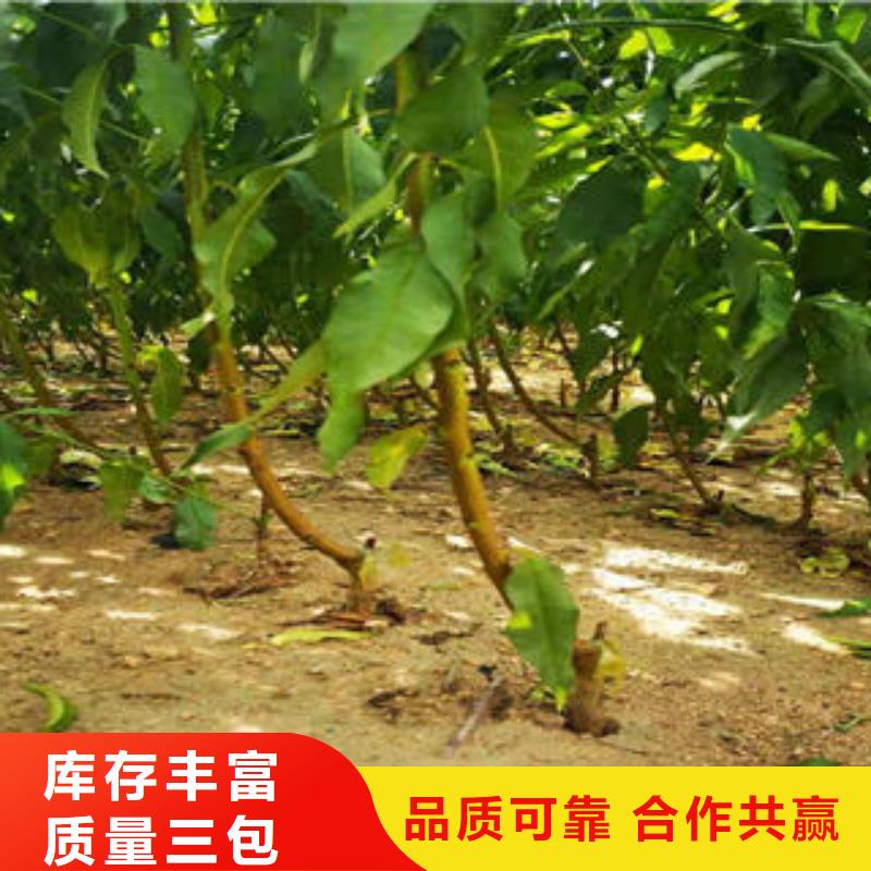 葡萄苗【核桃苗】值得买