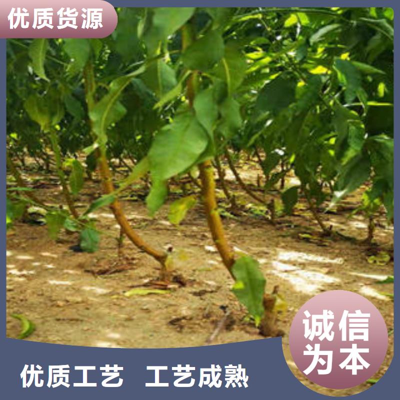 葡萄苗【桃树苗】用心制造