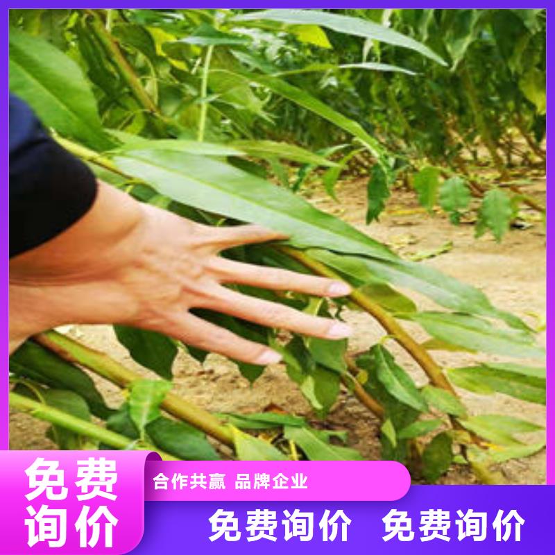 葡萄苗桃树苗价格实惠