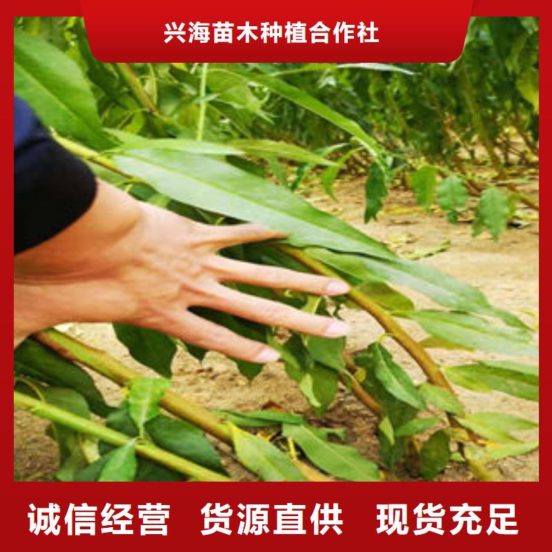 葡萄苗山楂苗专业厂家
