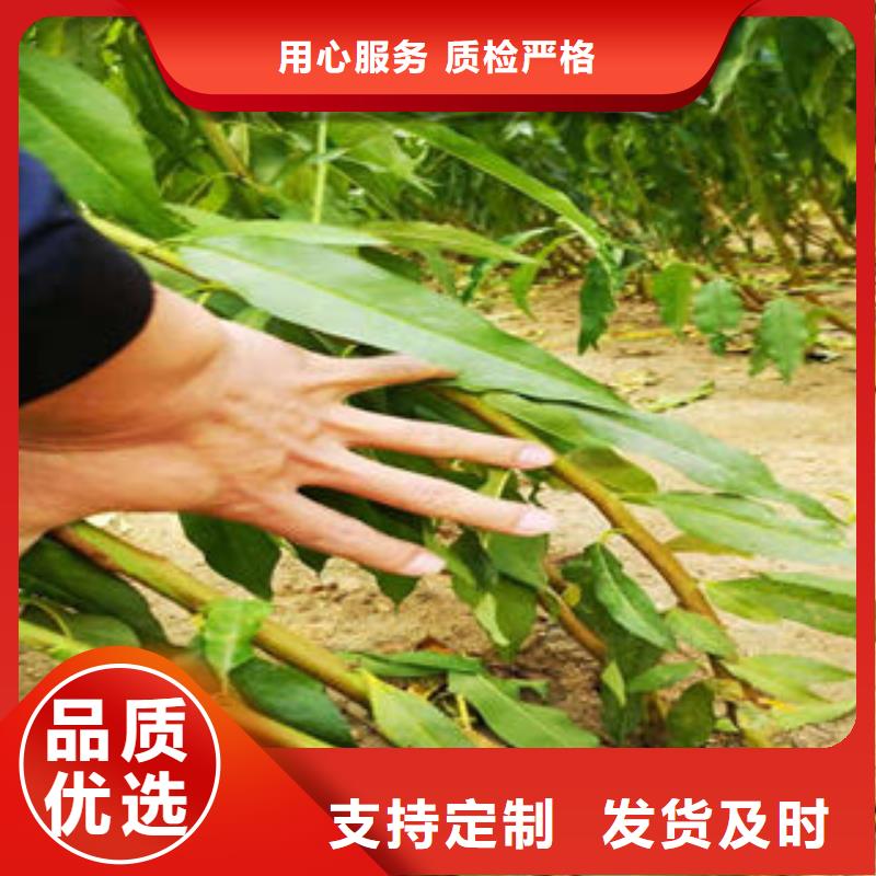 葡萄苗,花椒苗匠心打造