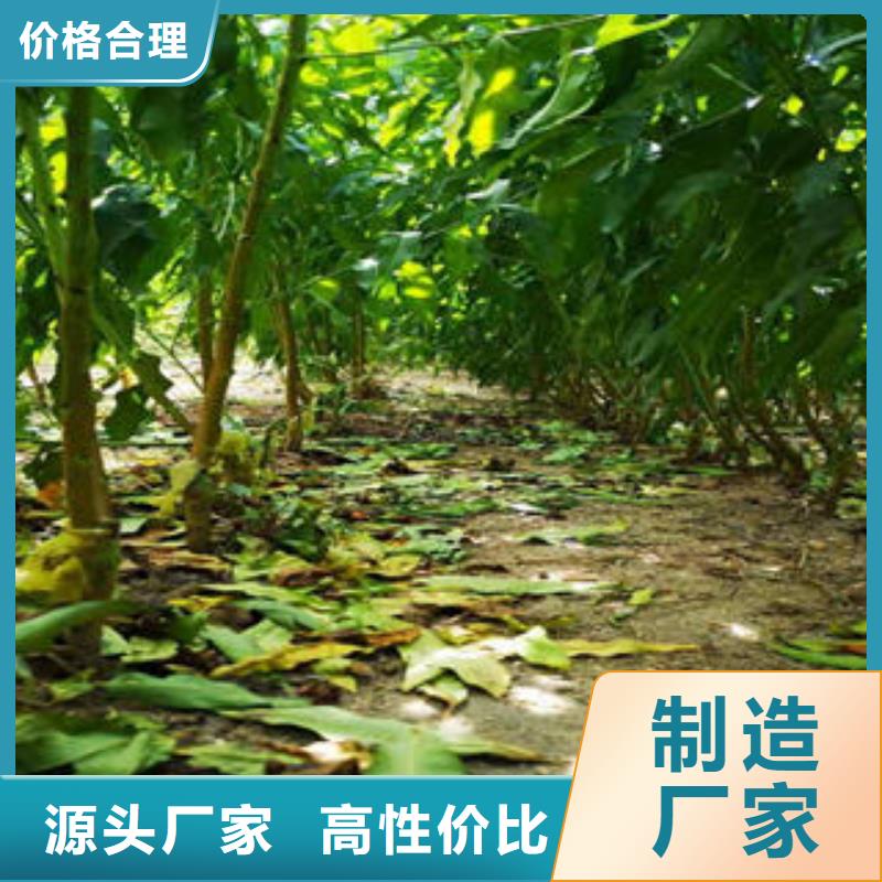 葡萄苗【桃树苗】用心制造