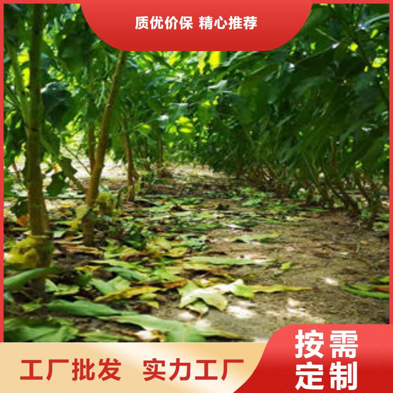 葡萄苗山楂苗品牌企业
