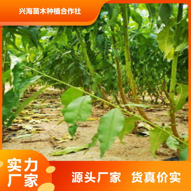 葡萄苗桃树苗价格实惠